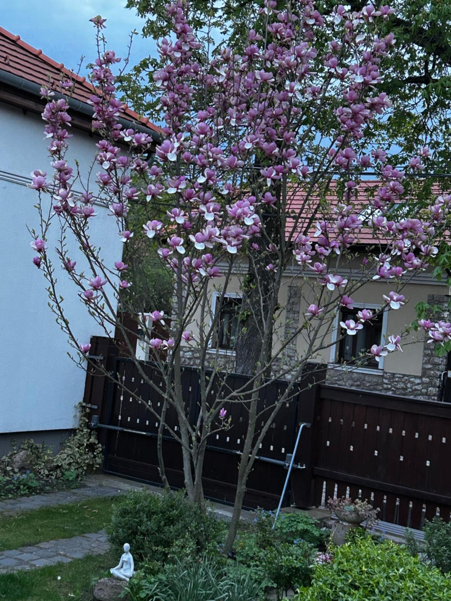 Magnolia Garden Apartment Miskolc Exterior photo